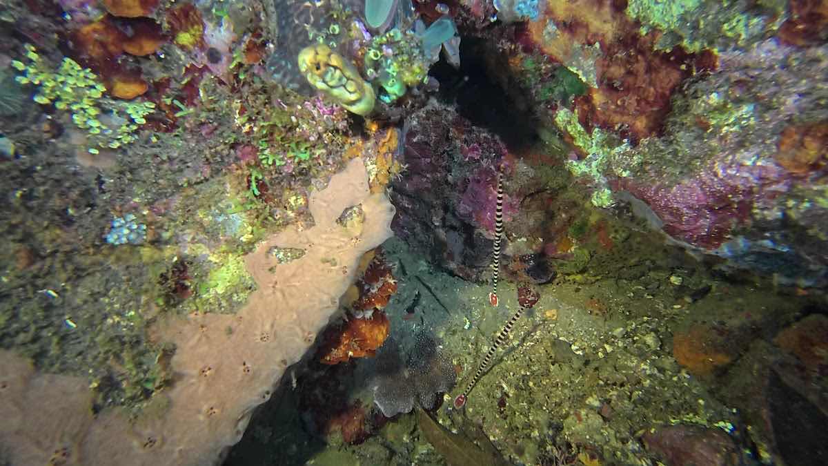 Rumah Selam Lembeh Dive Center photo 3