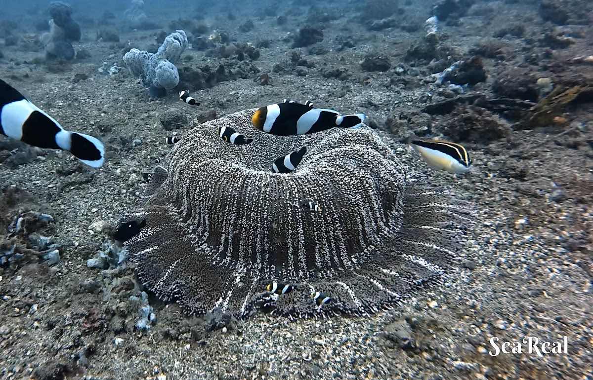 Rumah Selam Lembeh Dive Center photo 9