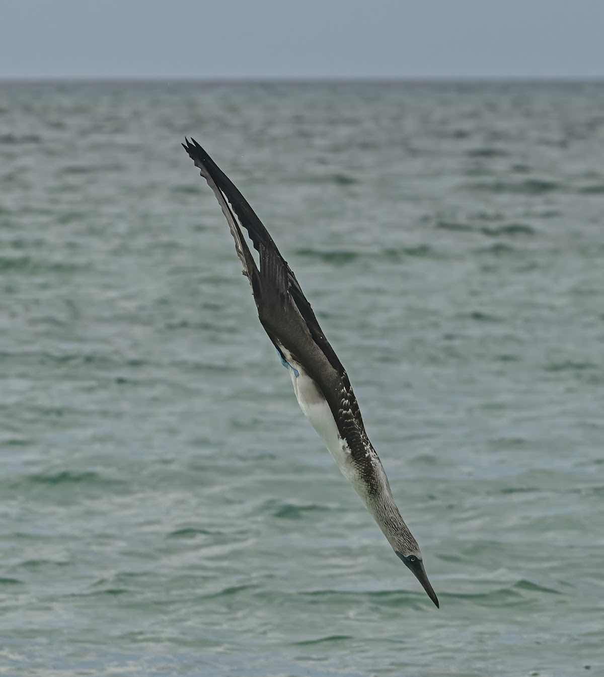Galapagosup photo 2