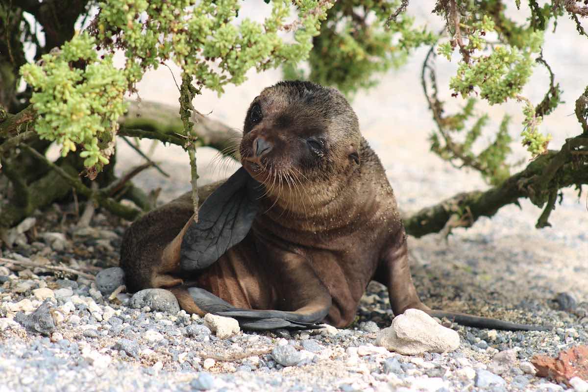 Galapagosup photo 5