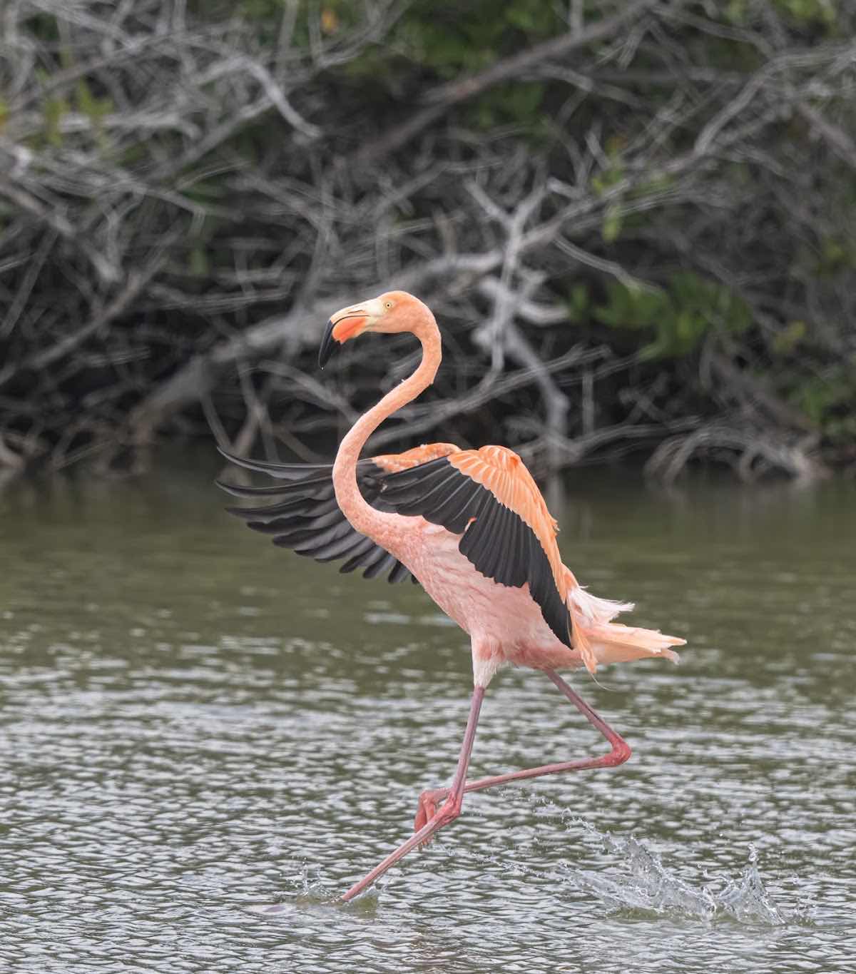 Galapagosup photo 6