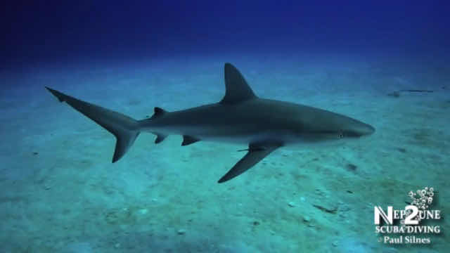 Nep2une Scuba Diving photo 3