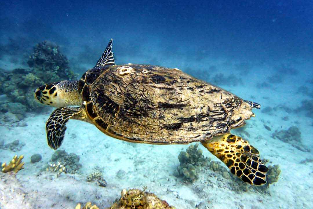 Hurghada Dive - Scuba Diving in Hurghada photo 7