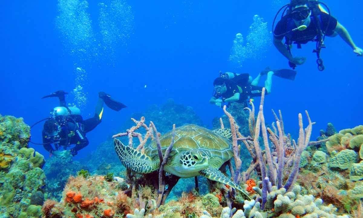 Pasku Dive Playa del Carmen, Mexico - Buceo en Playa del Carmen, Mexico photo 5