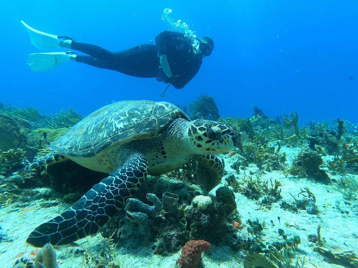 Pasku Dive Playa del Carmen, Mexico - Buceo en Playa del Carmen, Mexico photo 10