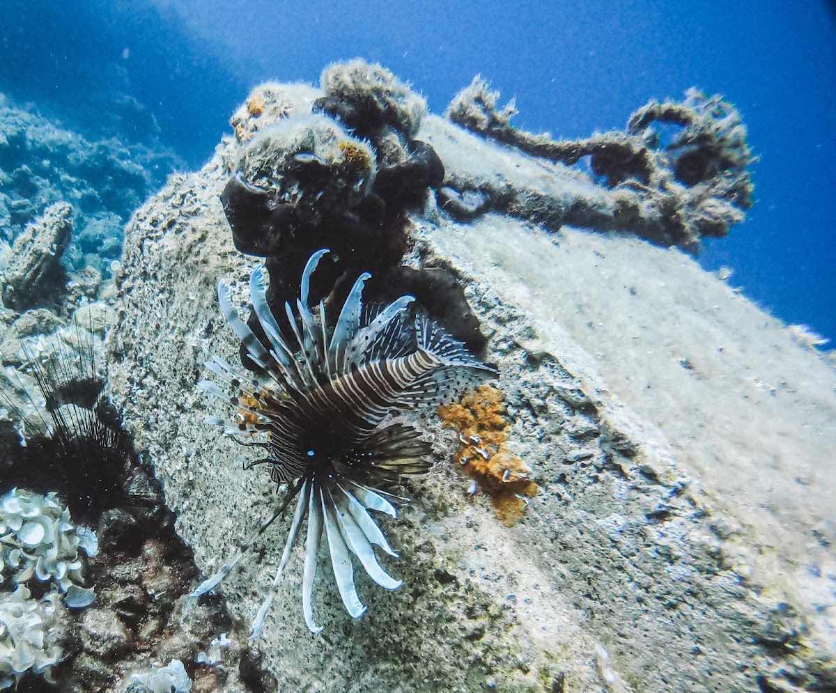 Aegina Divers photo 2