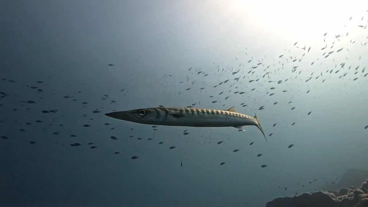 Aegina Divers photo 3