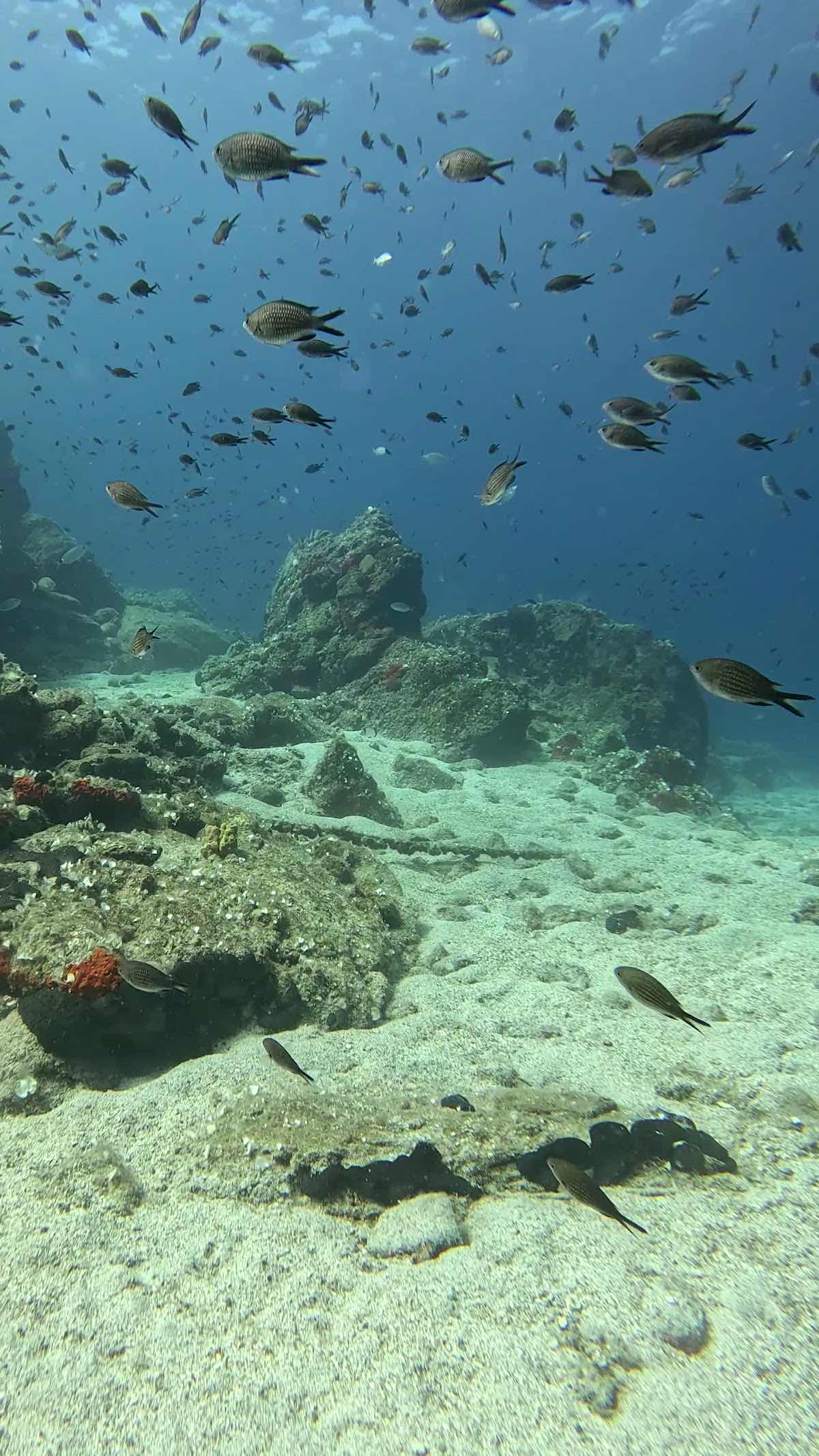 Aegina Divers photo 4