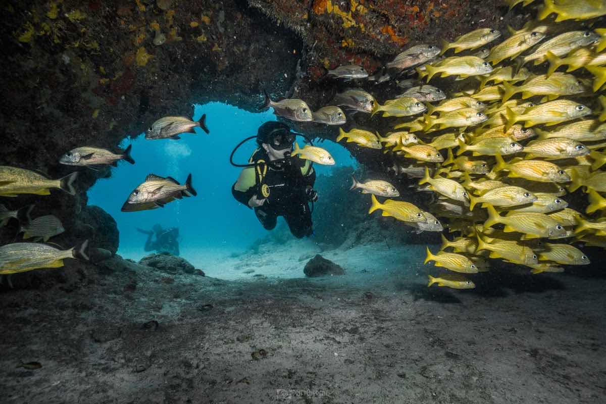Pura Vida Diving photo 1