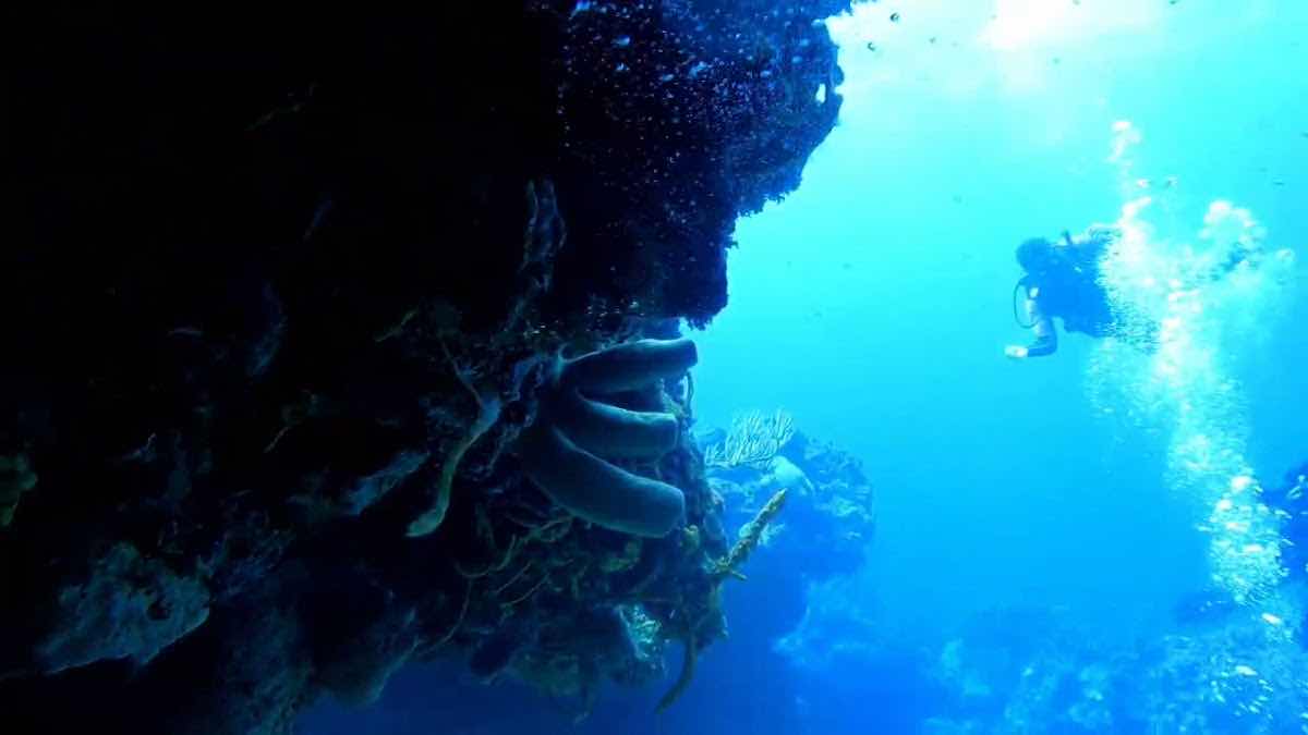 Pura Vida Diving photo 4