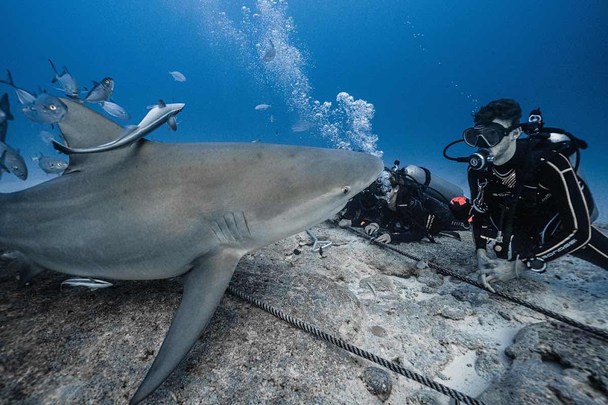 Pura Vida Diving photo 5