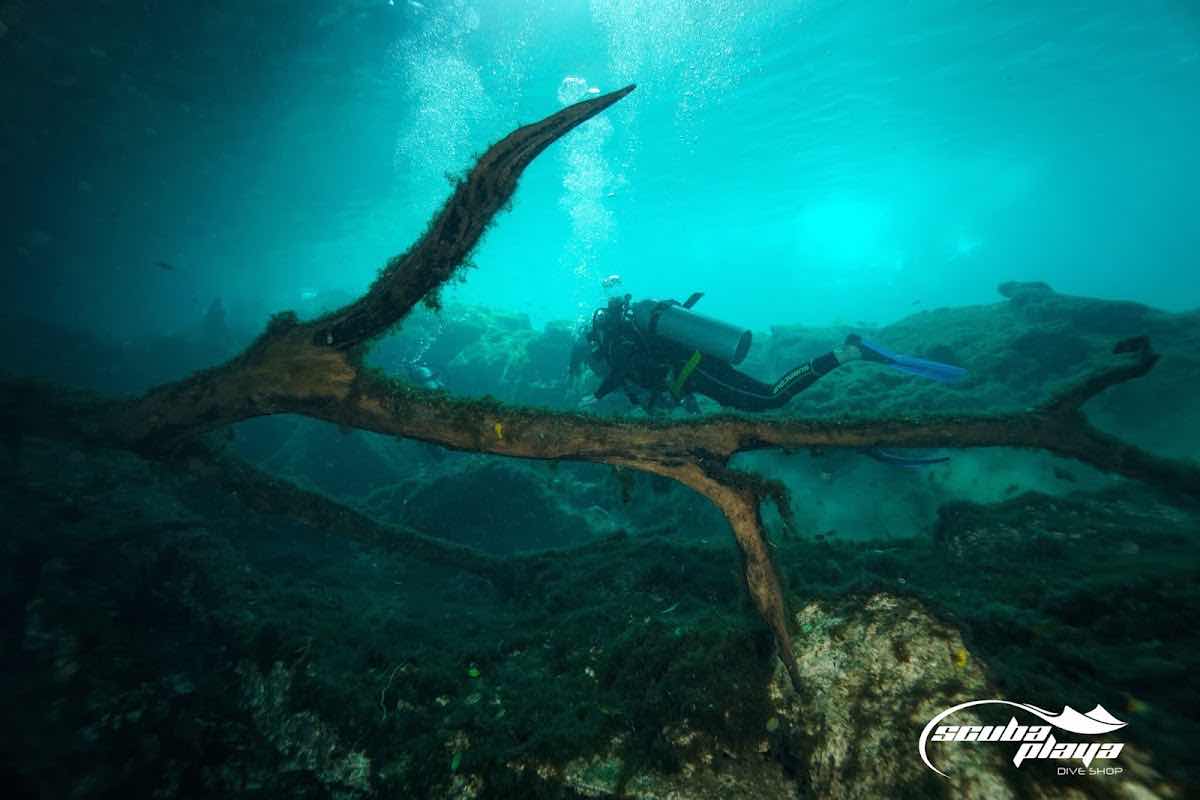 Pura Vida Diving photo 6