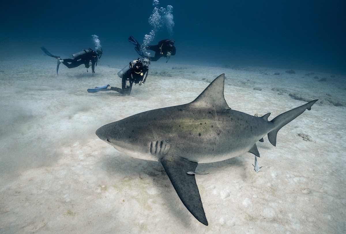 Pura Vida Diving photo 9