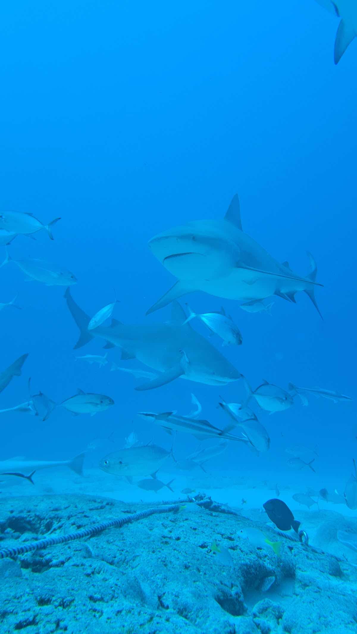 Pura Vida Diving photo 10