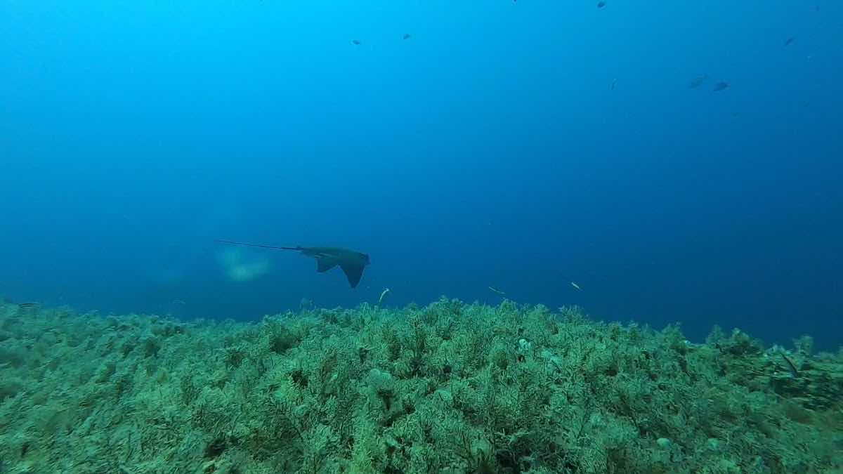 Pollo Diving Asd photo 3