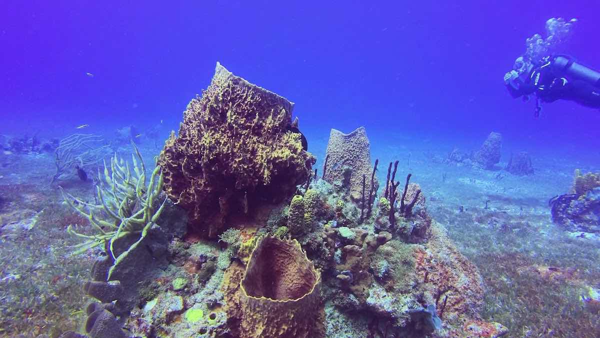 La Dive Bouteille - Plongée Les Saintes photo 5