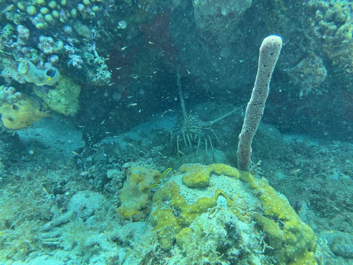 La Dive Bouteille - Plongée Les Saintes photo 8