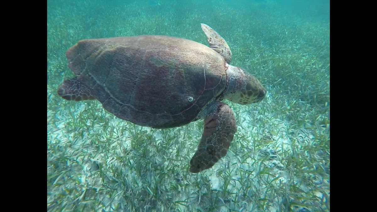 Scuba Daze Belize photo 6