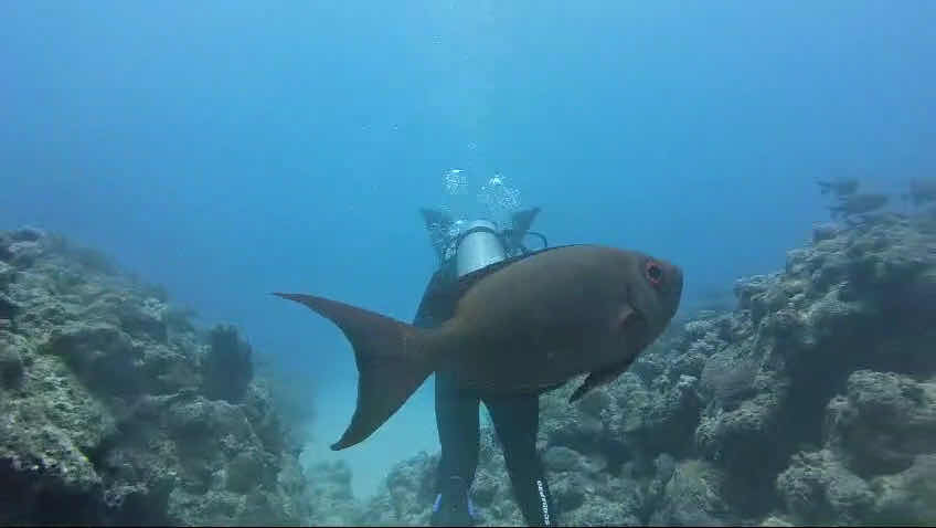 Bigorno Diving Centre Mauritius photo 3