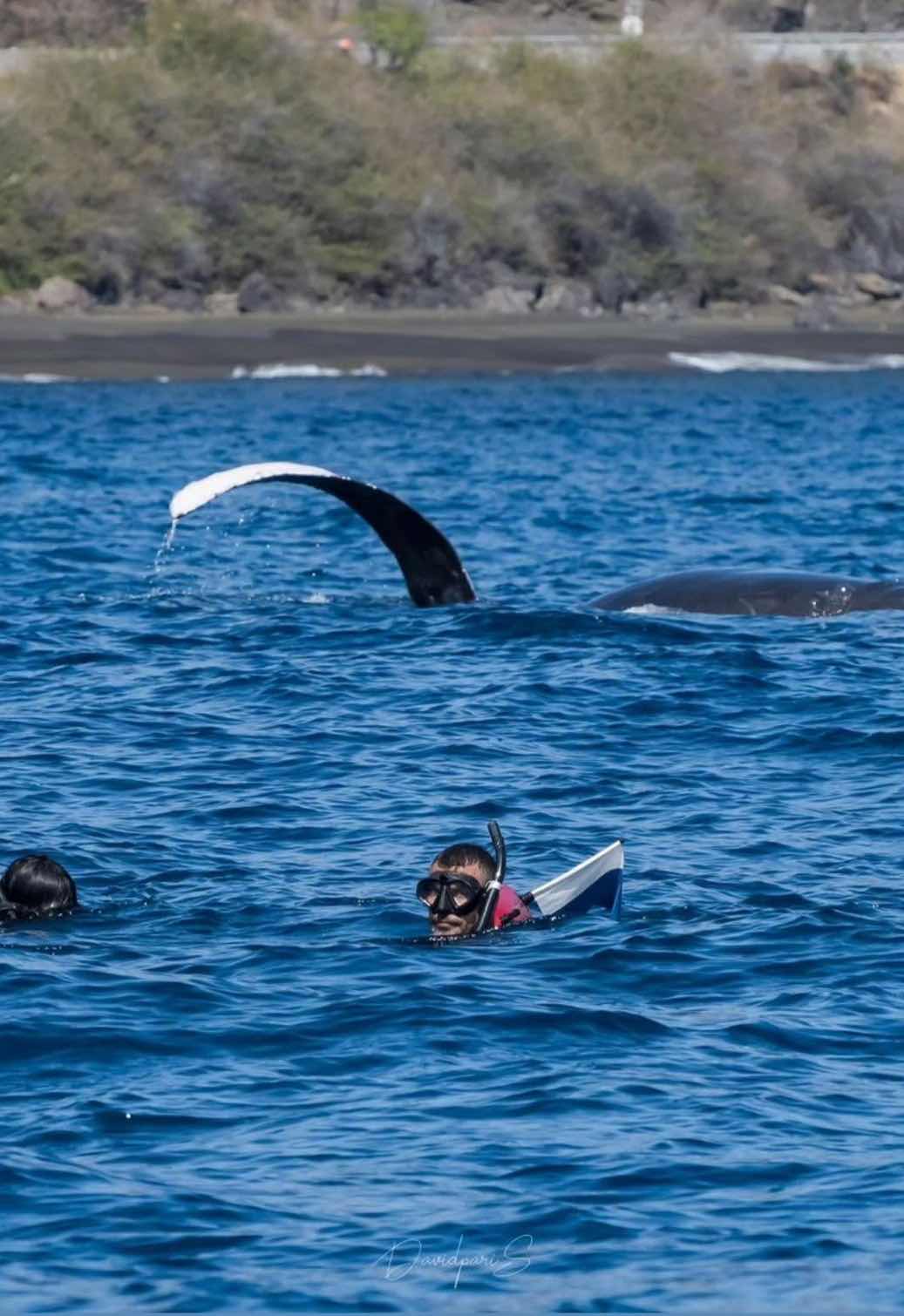 Whale Diving photo 1