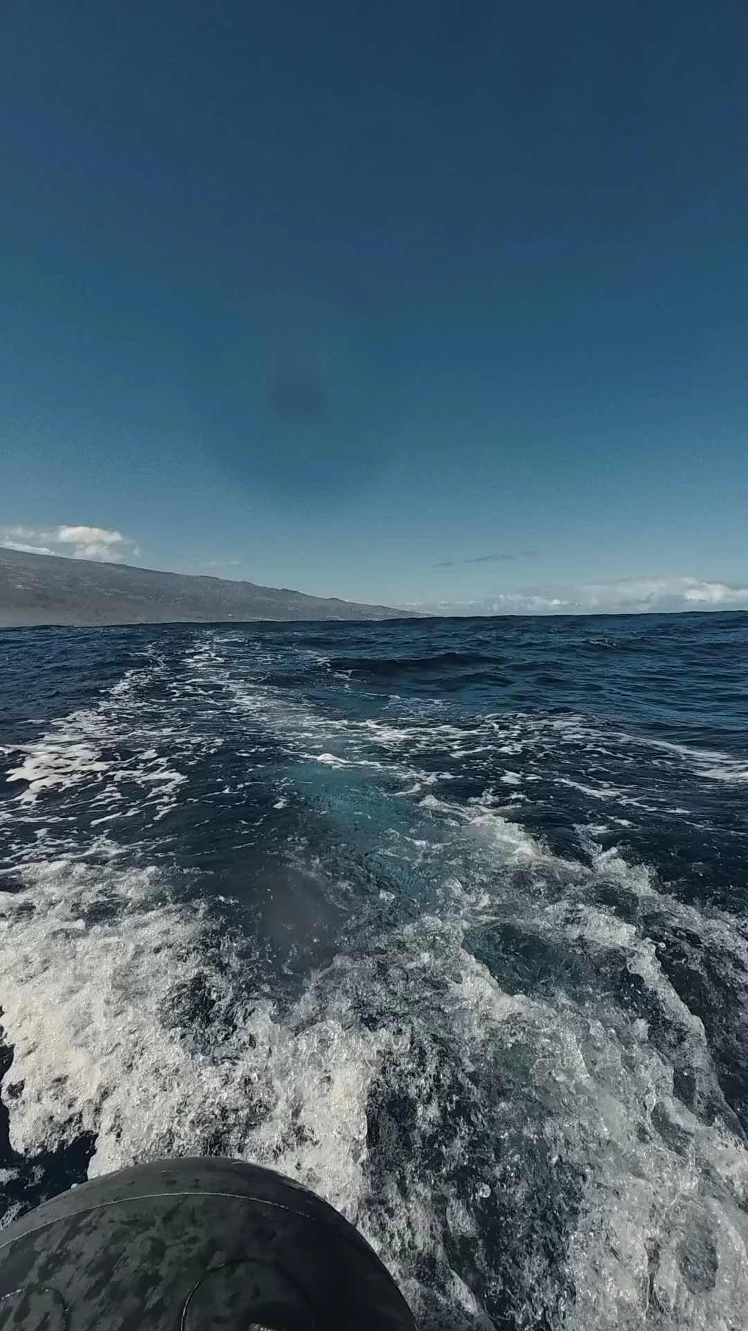 Whale Diving photo 2