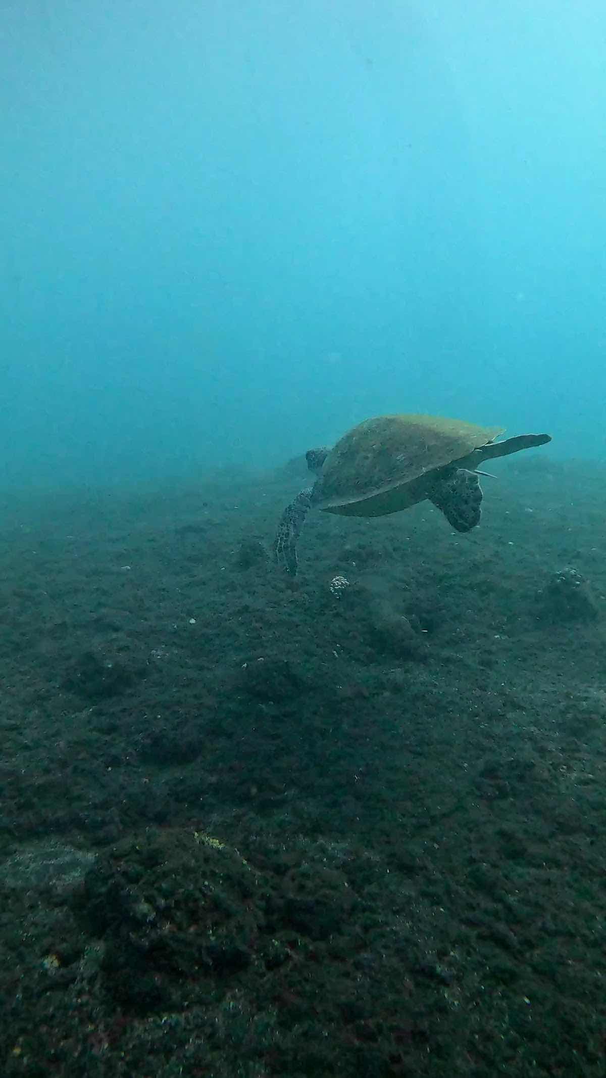 Whale Diving photo 4