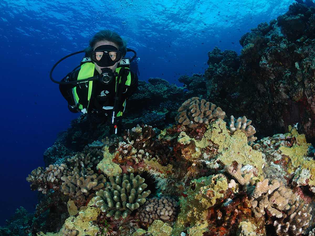 Whale Diving photo 7