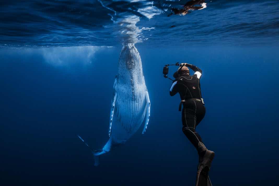 Whale Diving photo 8