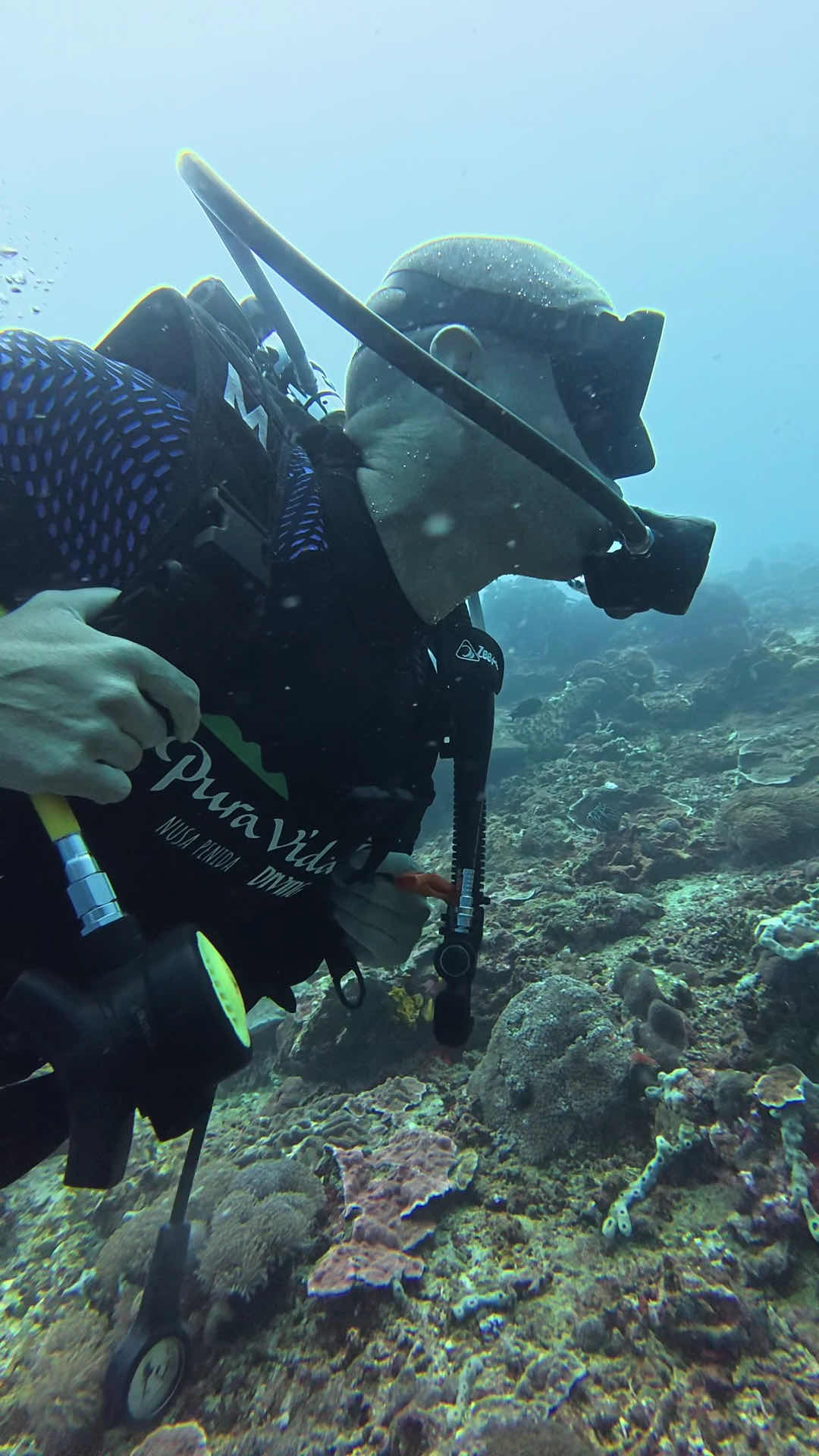 Pura Vida Diving Nusa Penida photo 1