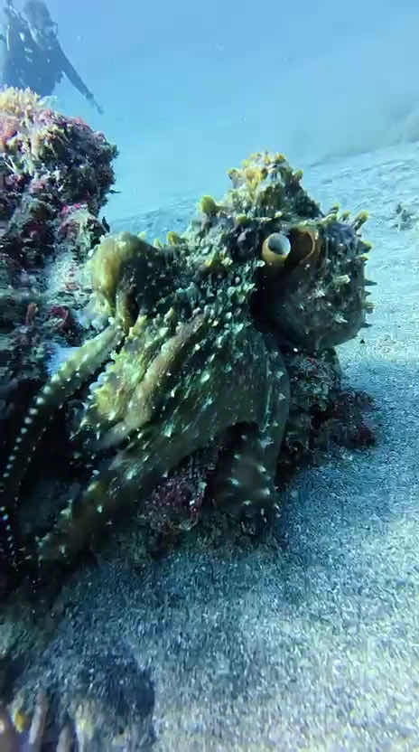Pura Vida Diving Nusa Penida photo 3