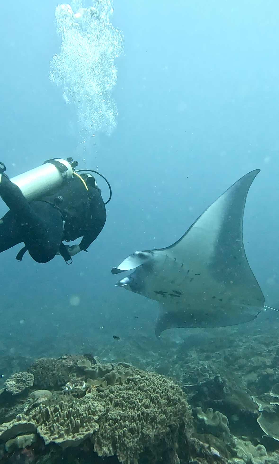 Pura Vida Diving Nusa Penida photo 5