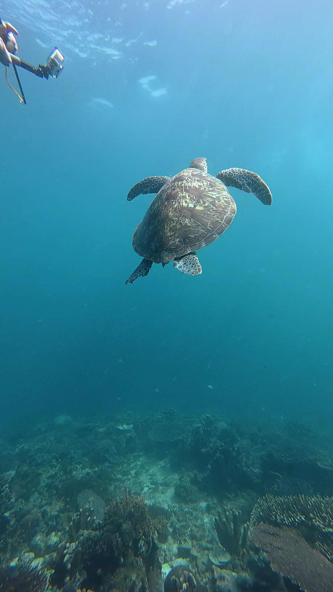 Scuba Go Indonesia - Komodo (Labuan Bajo) photo 4