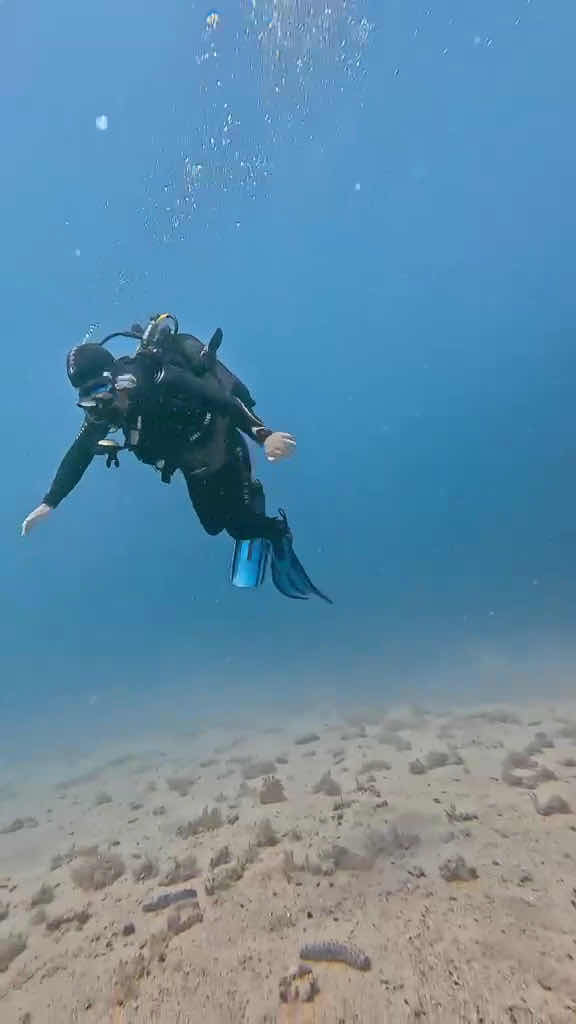 Diving center Dolphin photo 2