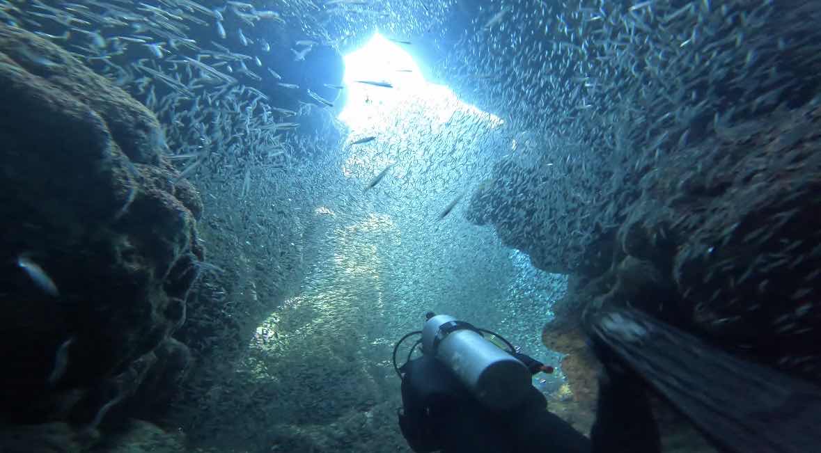 Roatan Ocean Divers photo 2