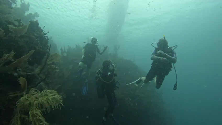 Roatan Ocean Divers photo 3