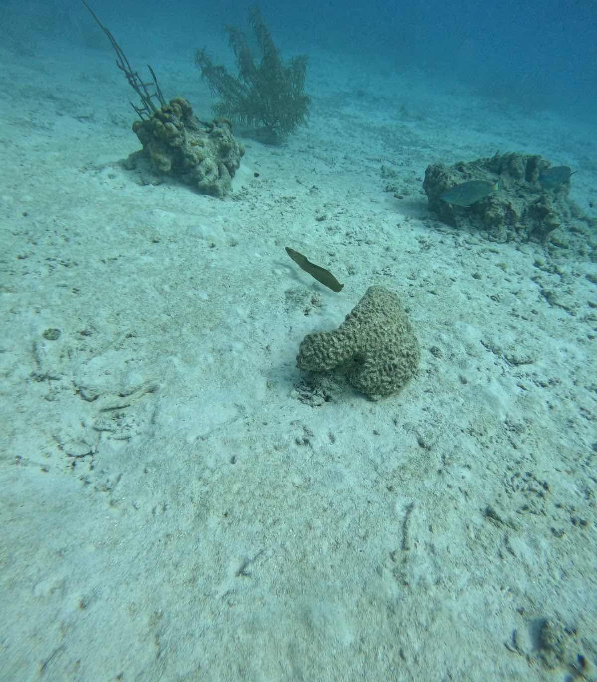 Divers of Poseidon Aruba Diving/Snorkeling/Island Tours/Fishing photo 3
