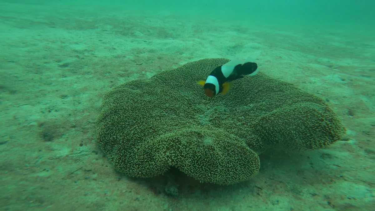 Ombak Divers photo 3