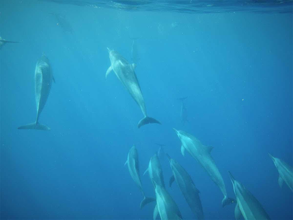 Paradise Sailing Hawai‘i photo 7