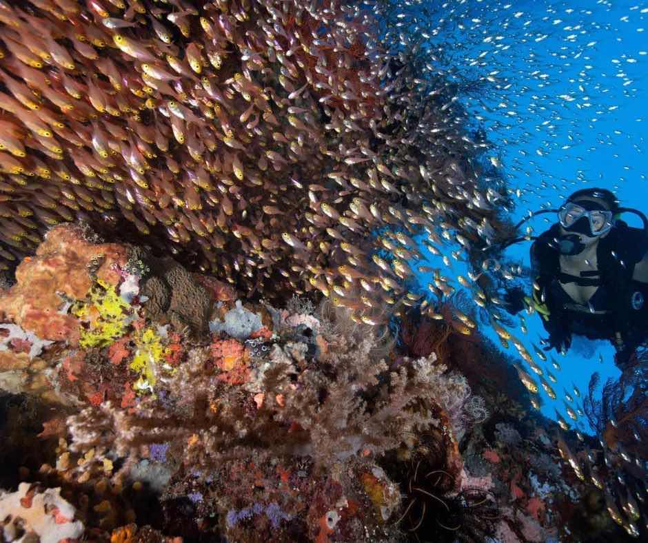 Aqaba Scuba Diving Jordan photo 1