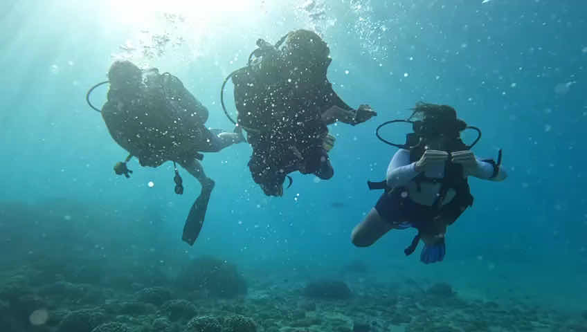 Dive and Kite photo 3