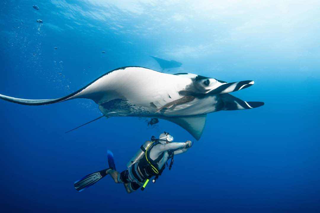 Dive and Kite photo 8