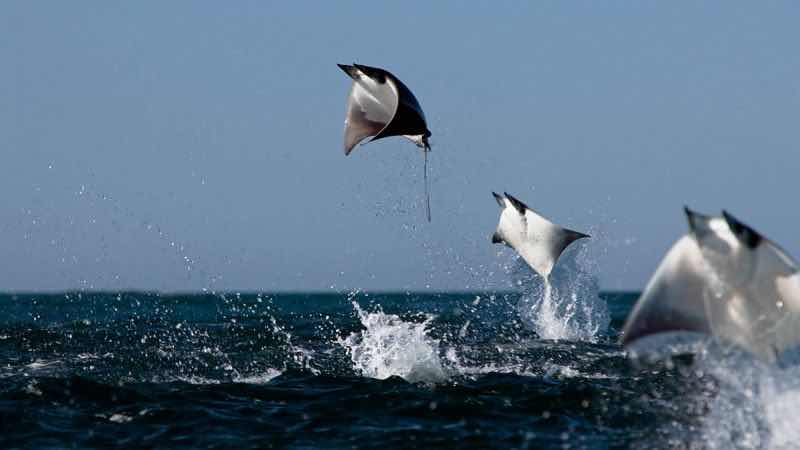 Dive and Kite photo 10