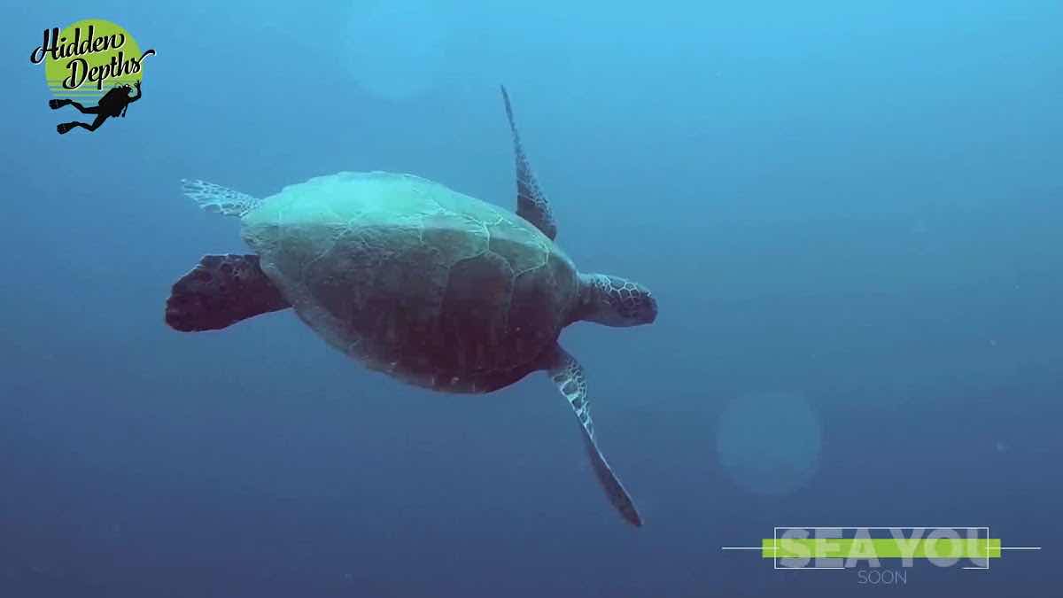 Hidden Depths Diving photo 2