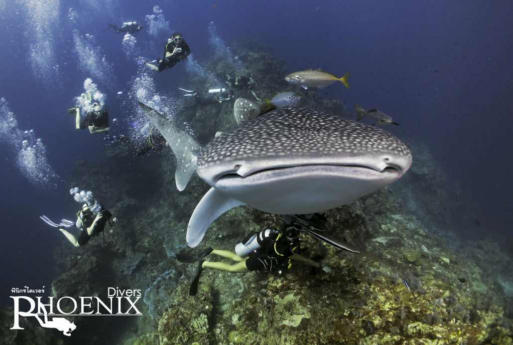 Hidden Depths Diving photo 4