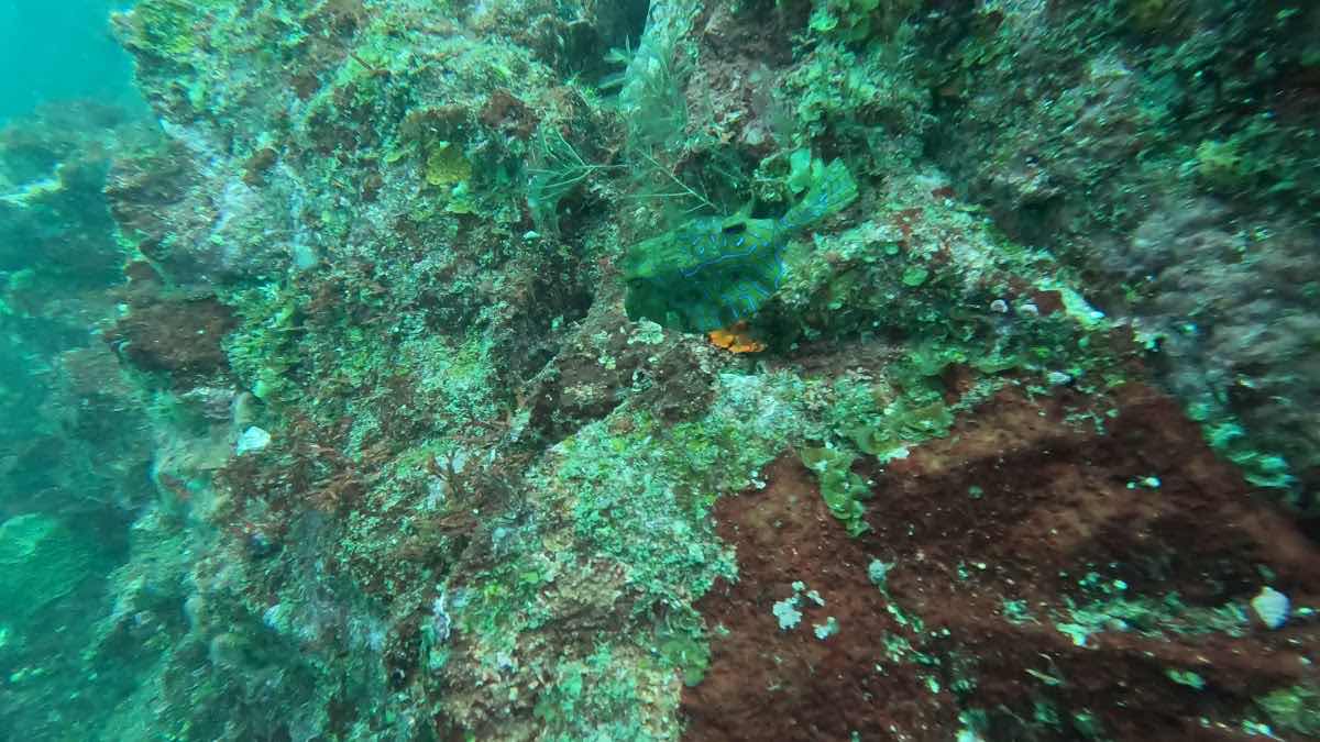 Dive Dream photo 3