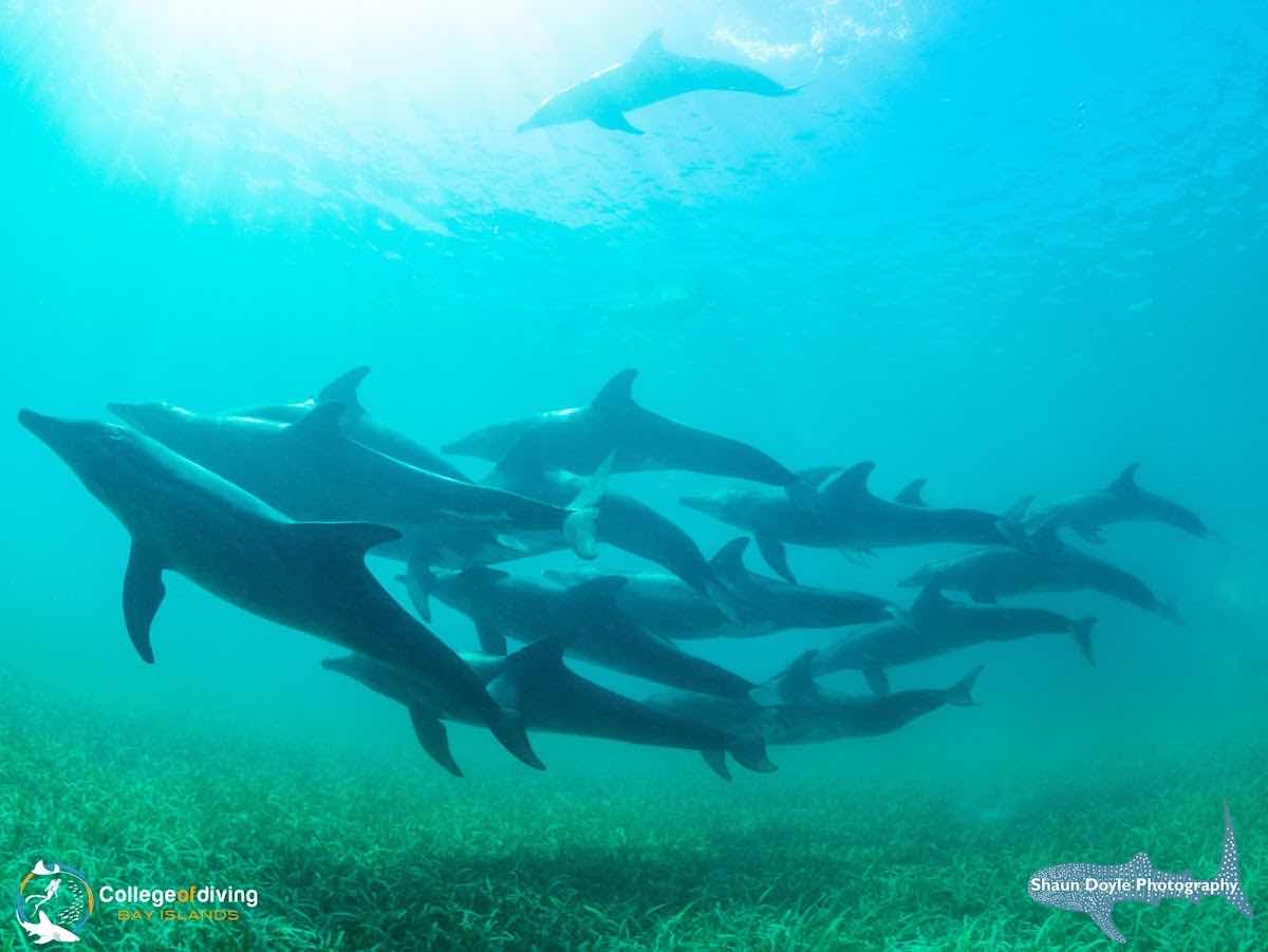 Paradise Divers photo 10