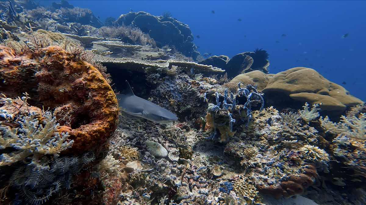 Twin Island Dive - Komodo photo 1