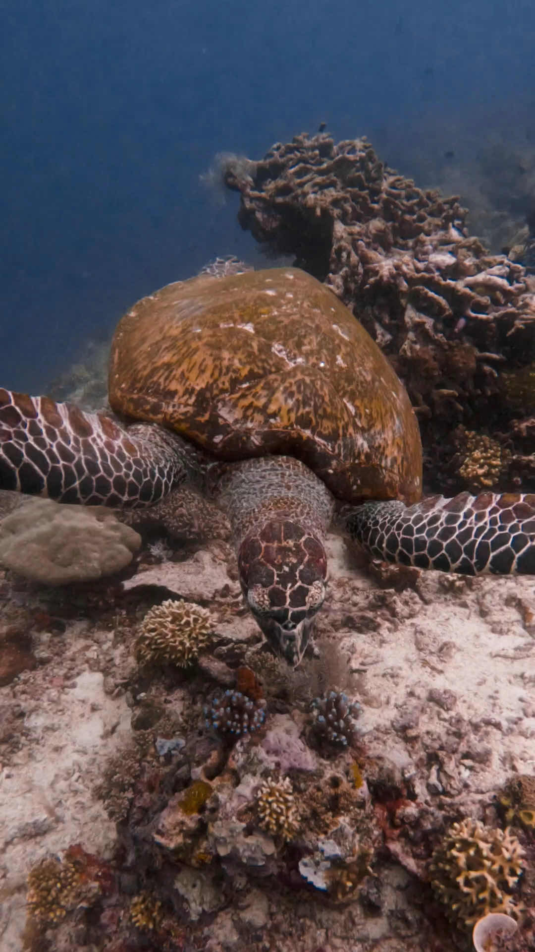 Twin Island Dive - Komodo photo 2