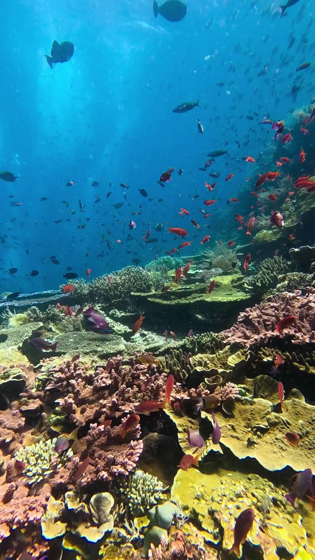 Twin Island Dive - Komodo photo 3