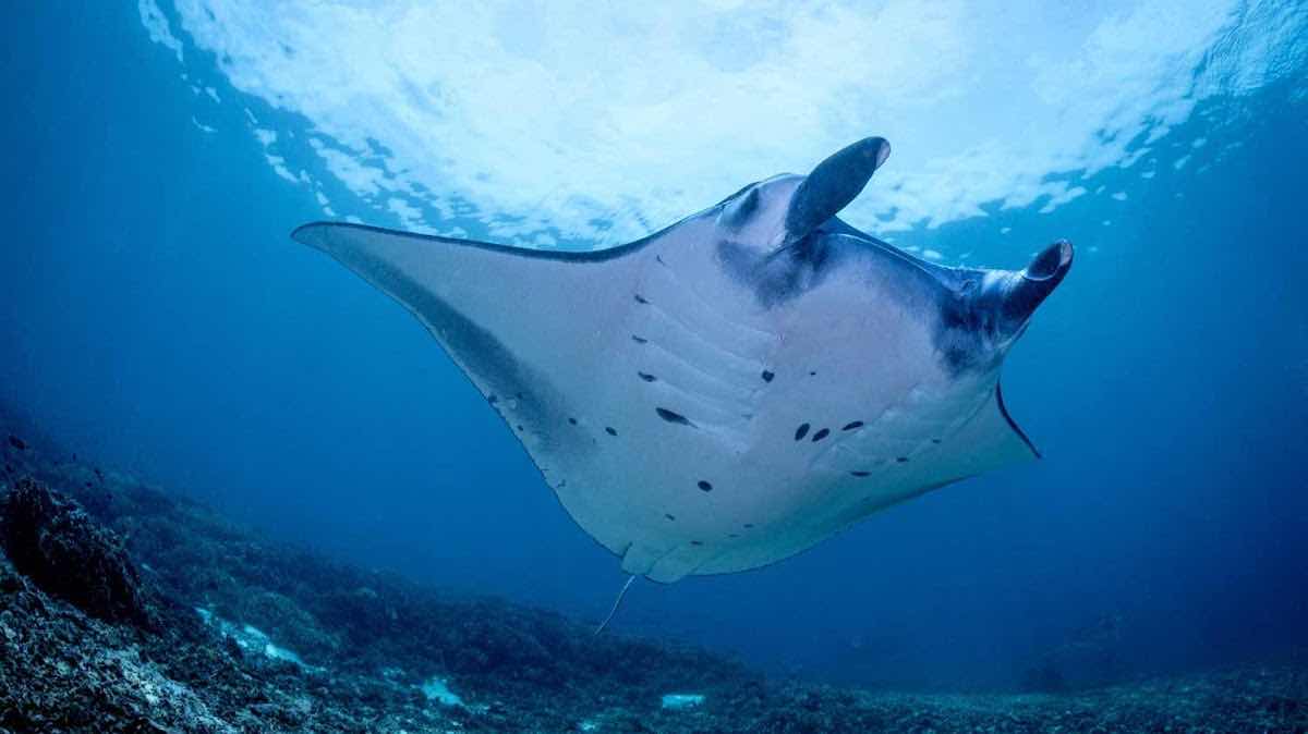 Twin Island Dive - Komodo photo 7